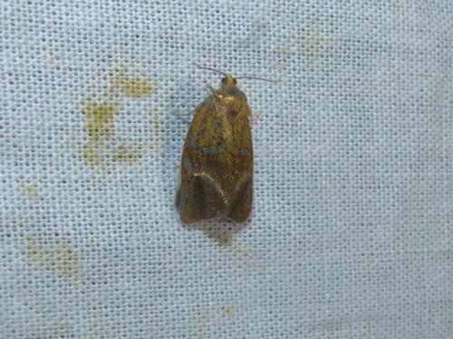 Réf. 271 320 : Ptycholoma lecheana